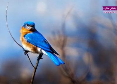 تست روانشناسی جالب پرنده آبی (شناخت احساسات)