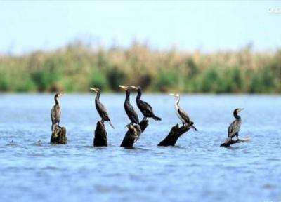 نزدیک به 100 گونه پرنده مهاجر تا به امروز در استان اردبیل شناسایی شده است