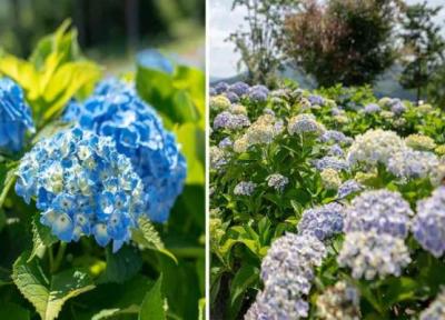 طراحی و ساخت ویلا در شمال: رکوردشکنی ژاپن با باغی از گل های ادریس