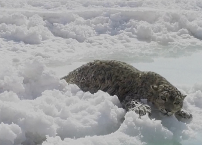 نجات سخت یک پلنگ برفی از دریاچه نمک