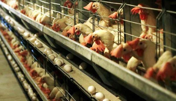 چرا کویت واردات مرغ از ایران را ممنوع نمود؟، شیوع آنفلوآنزای فوق حاد پرندگان صحت دارد؟