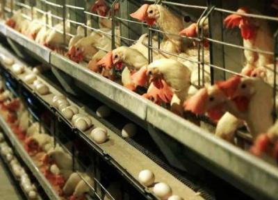 چرا کویت واردات مرغ از ایران را ممنوع نمود؟، شیوع آنفلوآنزای فوق حاد پرندگان صحت دارد؟