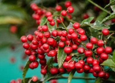 معرفی آقطی سرخ و خواص درمانی آن